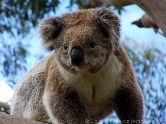 Great Ocean Road- Wild koala in a tree