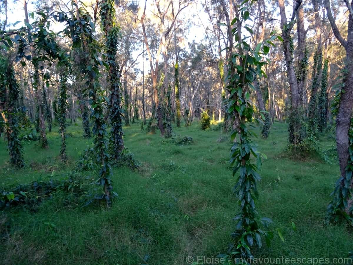 Boondall Wetlands: Walk Around Brisbane's Largest Wetlands