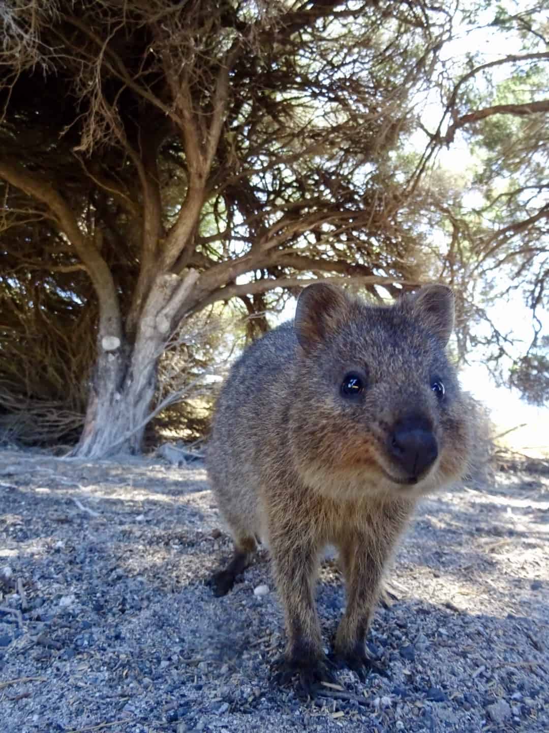 A memorable Rottnest Island day trip itinerary for nature lovers [map ...