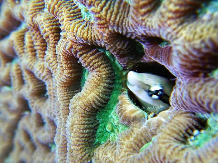 Read more about the article Underwater photography tips for beginners: from the best underwater camera for scuba diving to editing