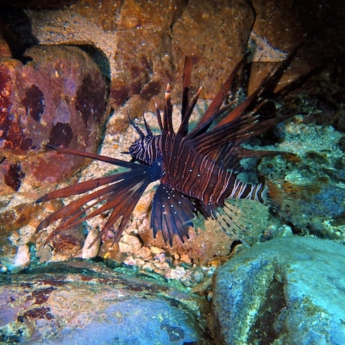 Is scuba diving the Solitary Islands on Australia's East Coast worth it ...