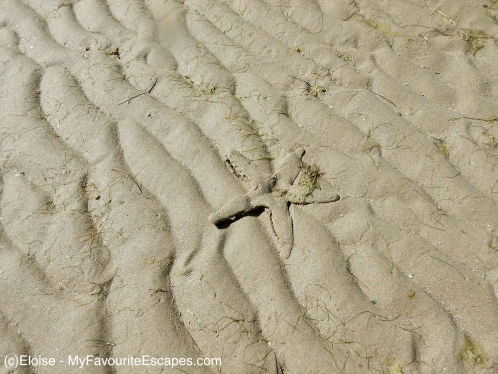 A fun day kayaking in Hervey Bay where you can go and what you can see