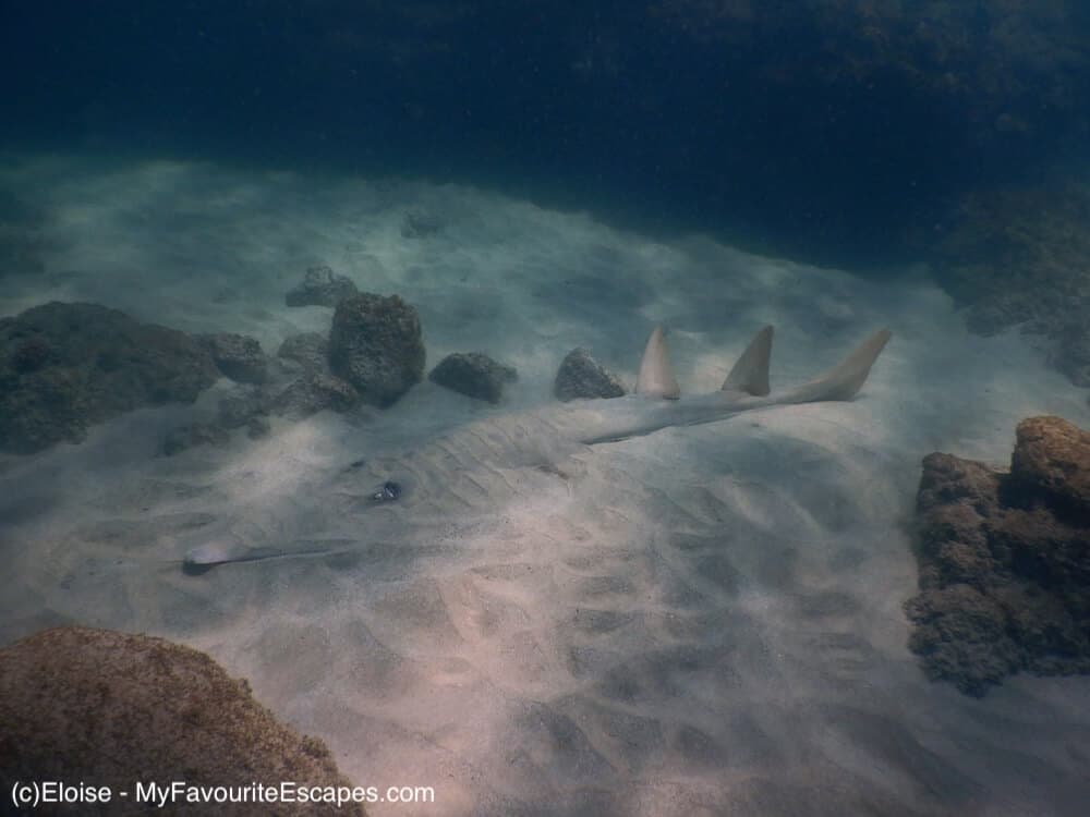 Barolin Rocks dive site: what to expect and tips to plan your dive