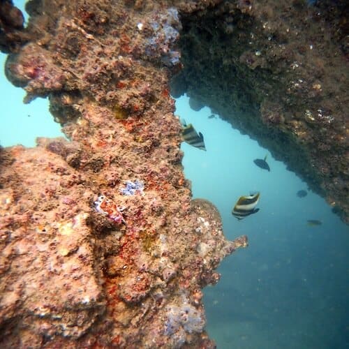 Moreton Island: Scuba Diving Tangalooma Wrecks, Is It Worth It?