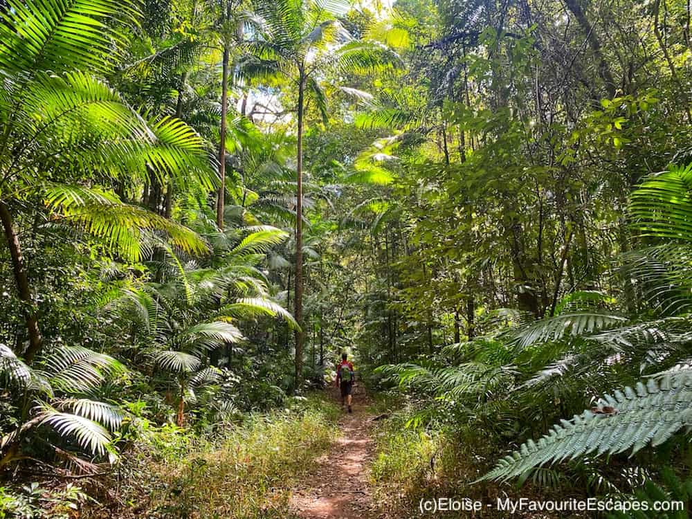 Man walking in the forest on the Gheerulla Valley Circuit in Mapleton National Park