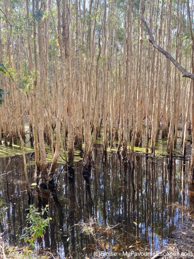 Coombabah Lake Conservation Park see wild kangaroos and koalas on the
