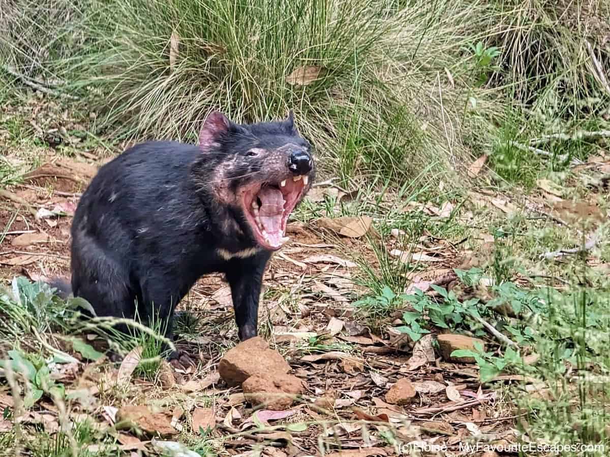 Visiting Aussie Ark: our experience on the Devils in the Wild tour
