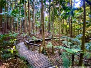 Greenes Falls and Maiala day-use area walks near Brisbane