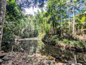Hiking Baroon Pocket to Kondalilla Falls: What to expect (tips and timing)